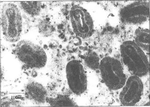 關(guān)于獸用生物制品的正確打開方式（一）