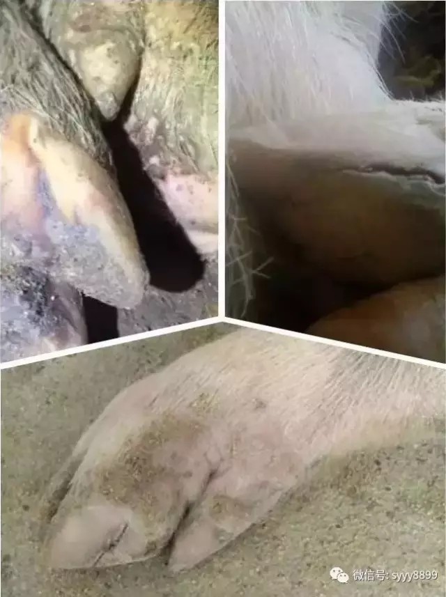 豬蹄開裂，原來這個病才是罪魁禍首！