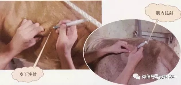 治療牛羊的方法都在這了