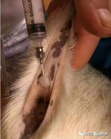 治療牛羊的方法都在這了