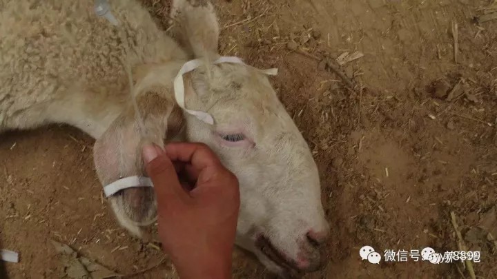 治療牛羊的方法都在這了