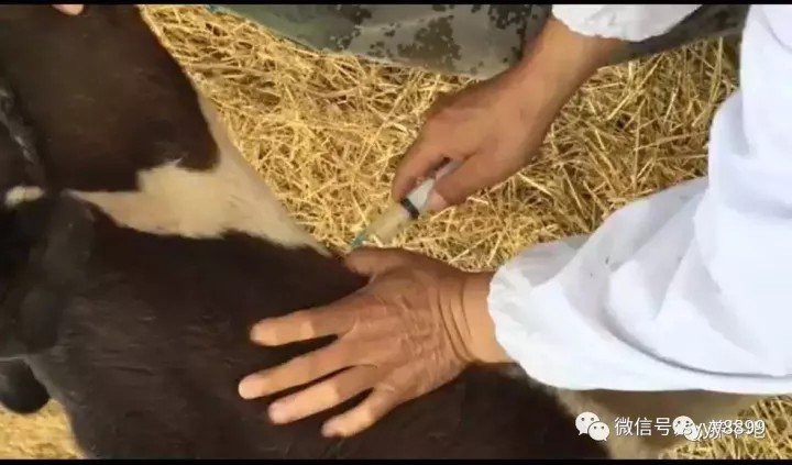 治療牛羊的方法都在這了