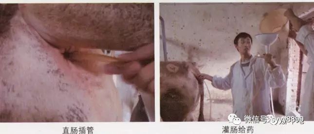 治療牛羊的方法都在這了