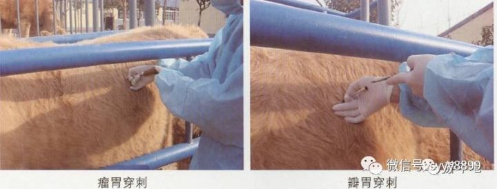 治療牛羊的方法都在這了