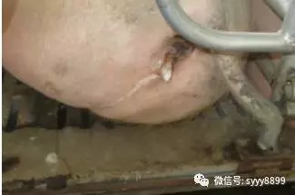 工藝決定療效，豬場(chǎng)抗菌藥更佳選擇