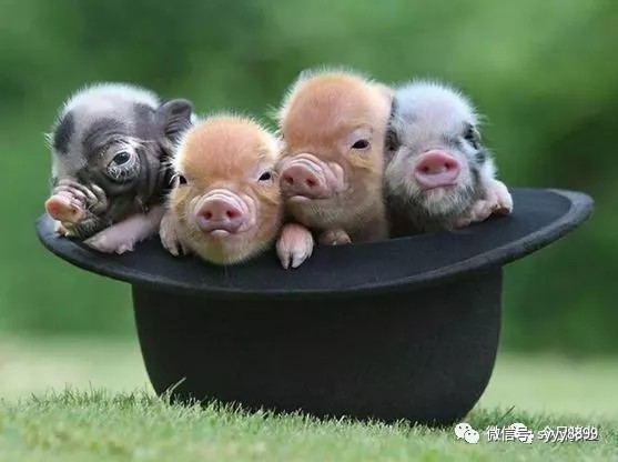 養(yǎng)豬用磺胺類藥應(yīng)注意什么？